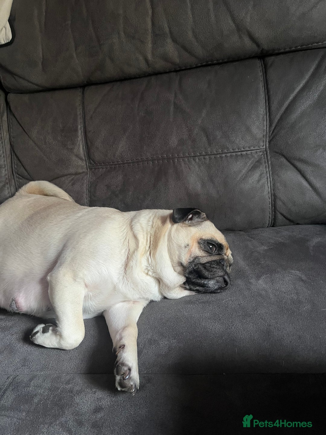 Pug dogs for sale: 2 boys 3 girls pugs for sale leeds  - Advert 1