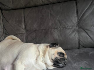 Pug dogs 2 boys 3 girls pugs for sale leeds - Advert 6