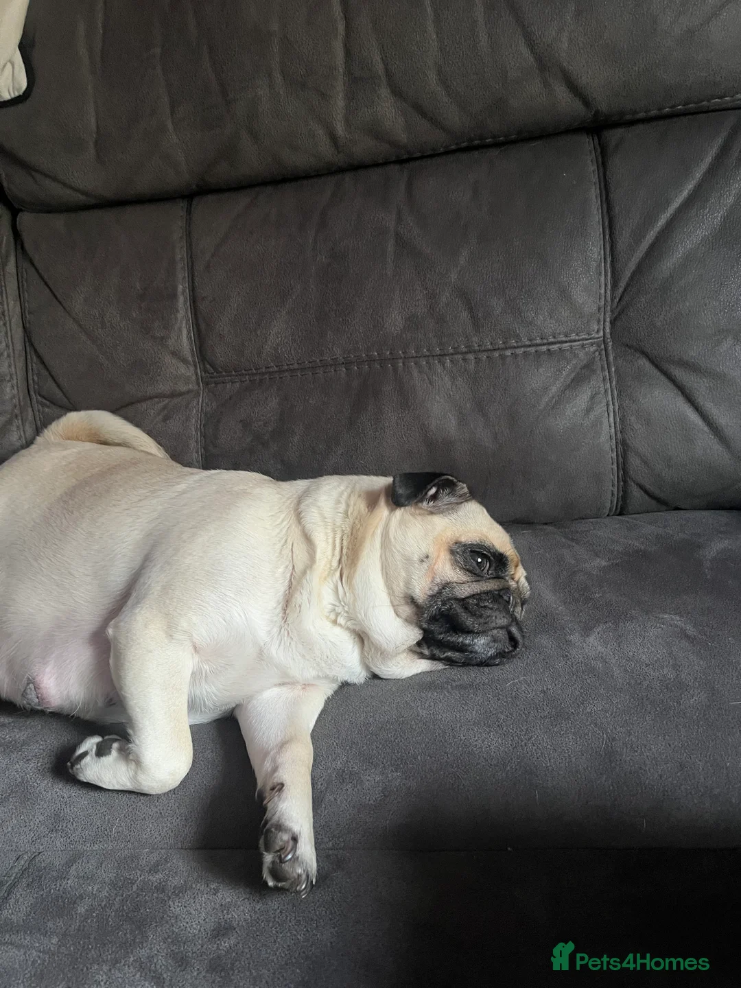 Pug dogs for sale: Top quality Pedigree pugs kc registered leeds - Advert 6