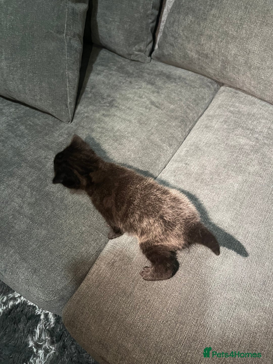 Mixed Breed cats for sale: Mixed British short haired kittens  - Advert 3