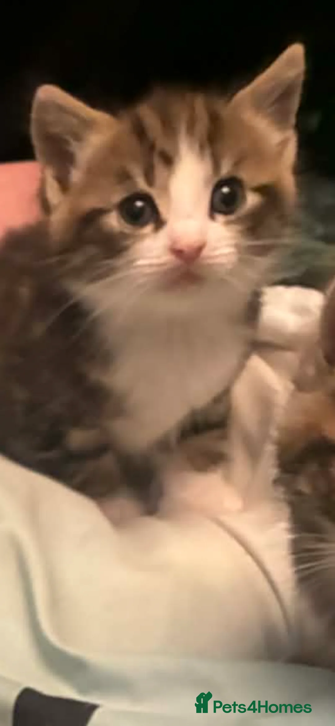 Mixed Breed cats for sale: Kittens for sale - Advert 3