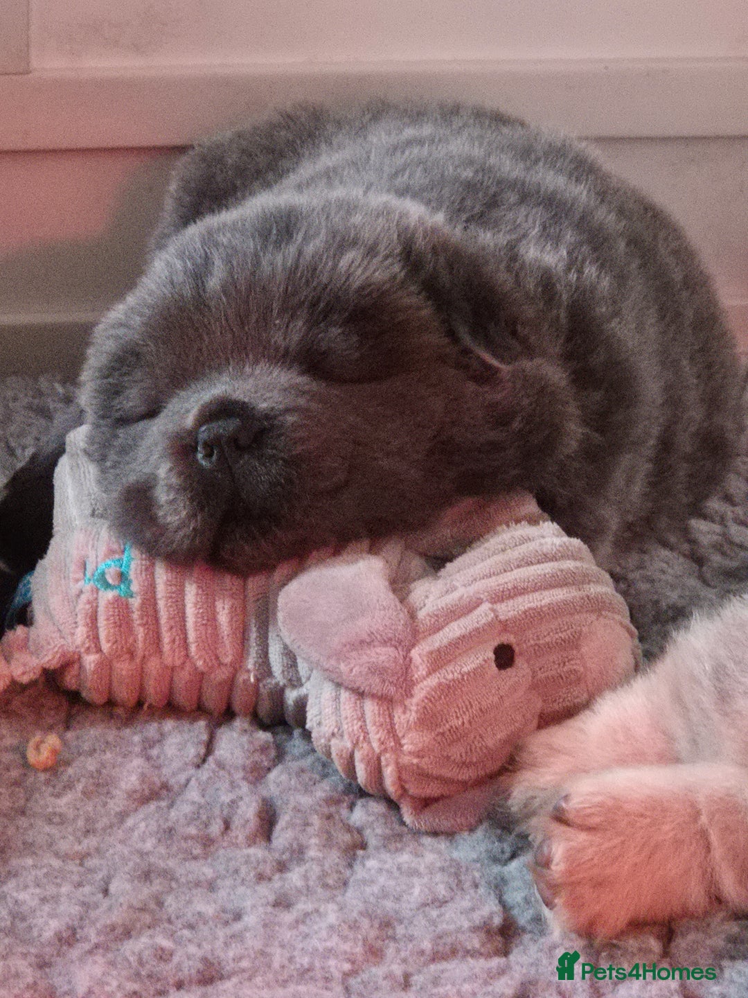 Chow Chow dogs for sale: Adorable Chow Chow puppies. Ready soon. - Advert 1