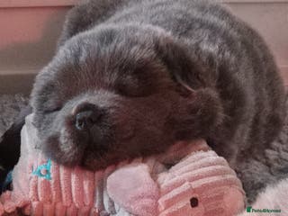 Chow Chow dogs Adorable Chow Chow puppies. Ready soon. - Advert 2