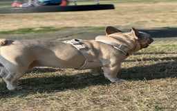 French Bulldog dogs for sale: 🩵loski 🩵 - Image 7