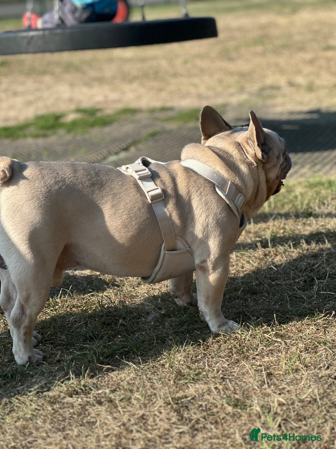 French Bulldog dogs for sale: 🩵loski 🩵 - Image 7