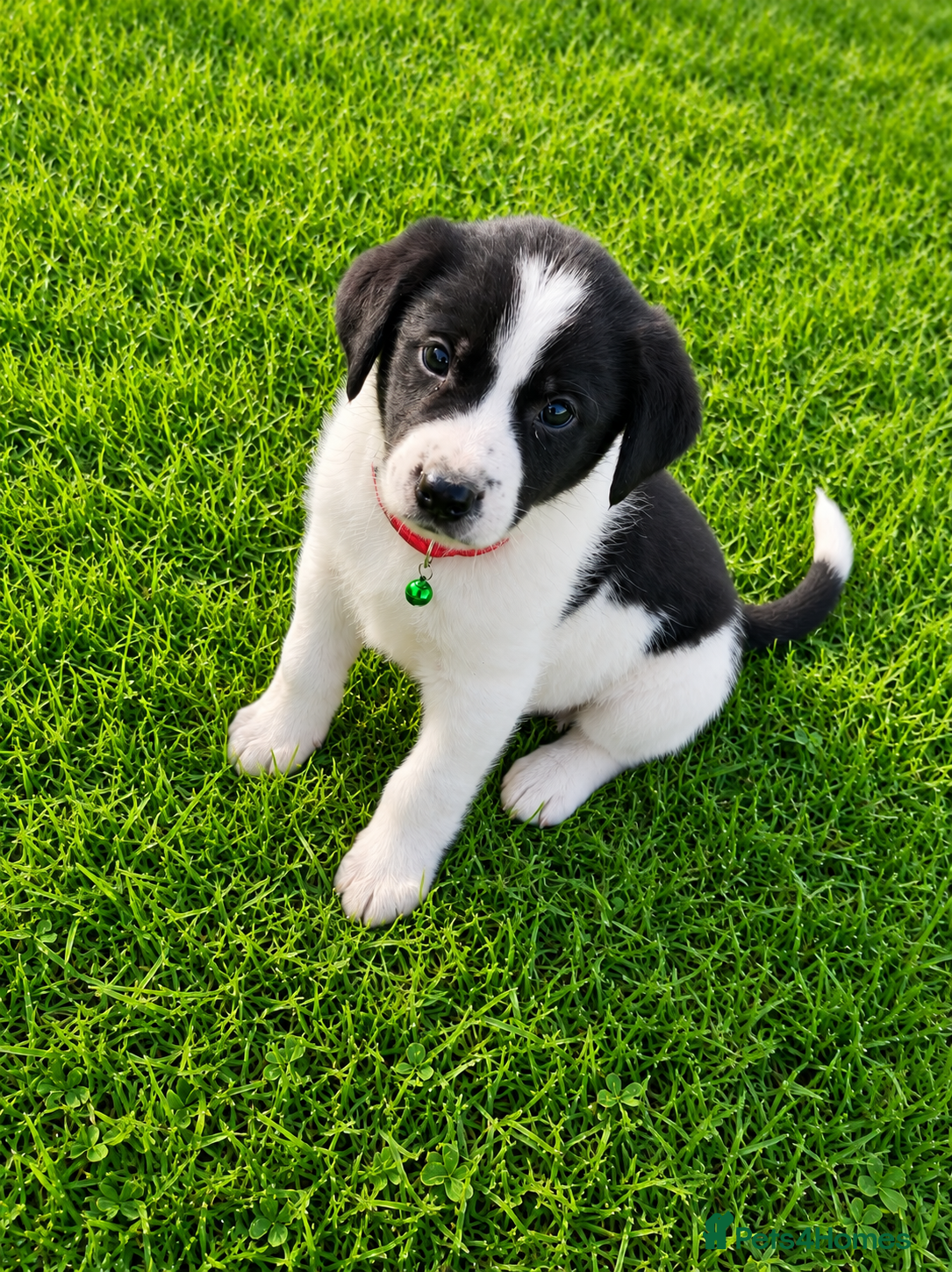 Border Collie dogs for sale: Border Collie Puppies Ready Now - Advert 4