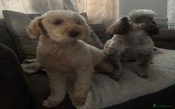 Toy Poodle dogs for sale: Black and Tan toy poodles  - Image 6