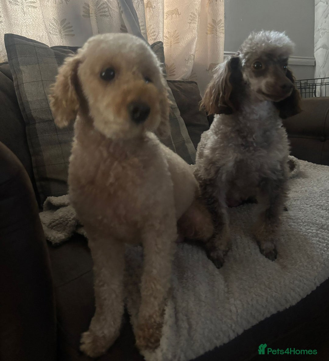 Toy Poodle dogs for sale: Black and Tan toy poodles  - Image 6
