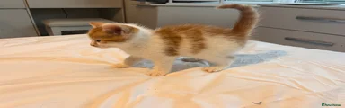 Kitten 8