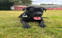 Cane Corso dogs for sale: Pure Cane Corso’s 🐶 - Advert 13