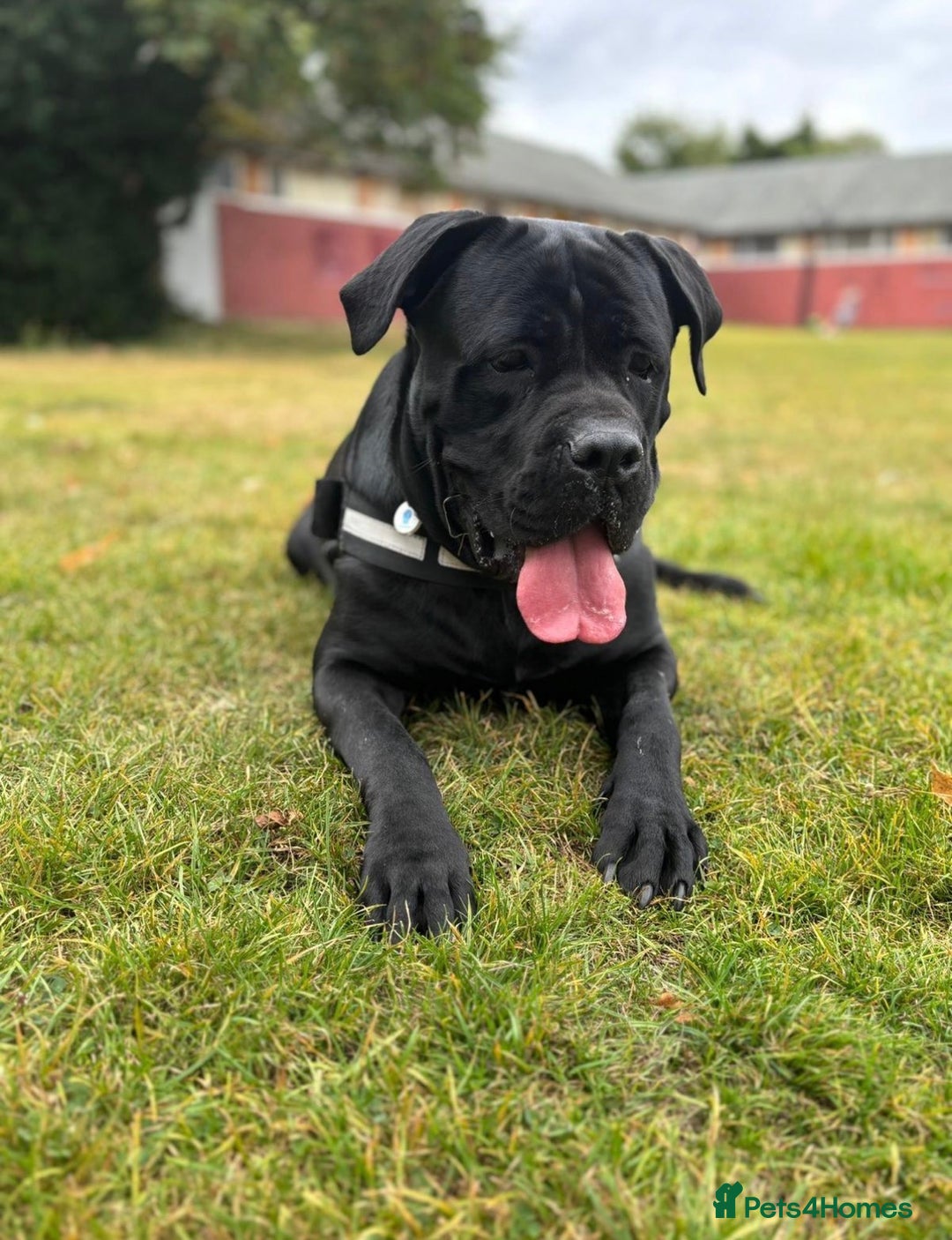 Cane Corso dogs for sale: Pure Cane Corso’s 🐶 - Advert 13