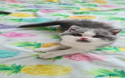 British Shorthair cats for sale: 4 PEDIGREE kittens READY TO GO! 2 LEFT - Image 27