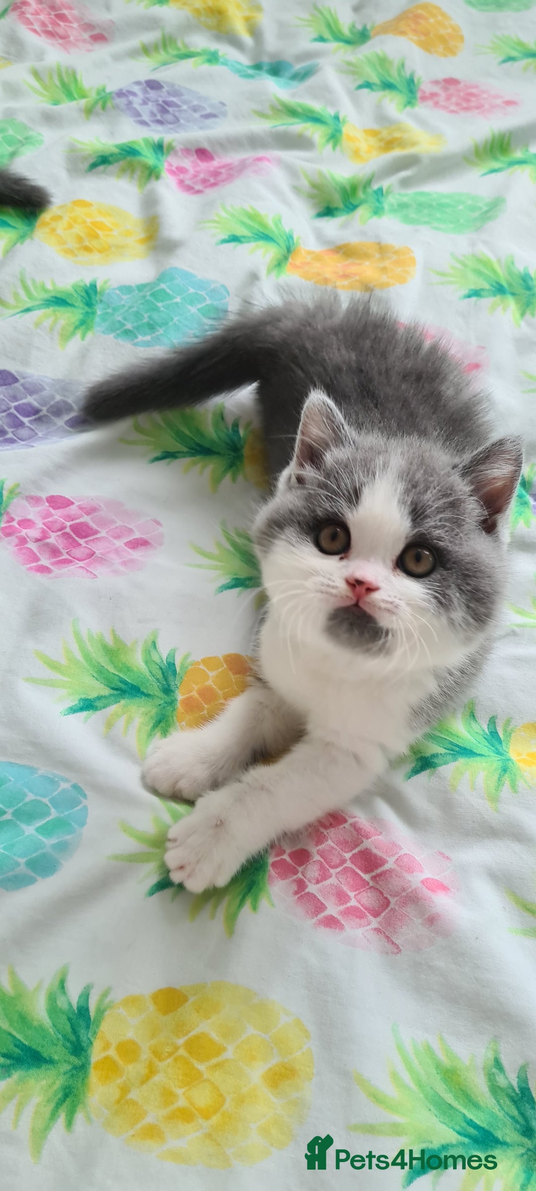 British Shorthair cats for sale: 4 PEDIGREE kittens READY TO GO! 2 LEFT - Image 27