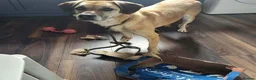 Mixed Breed dogs for adoption: Shy Nikita - Advert 6