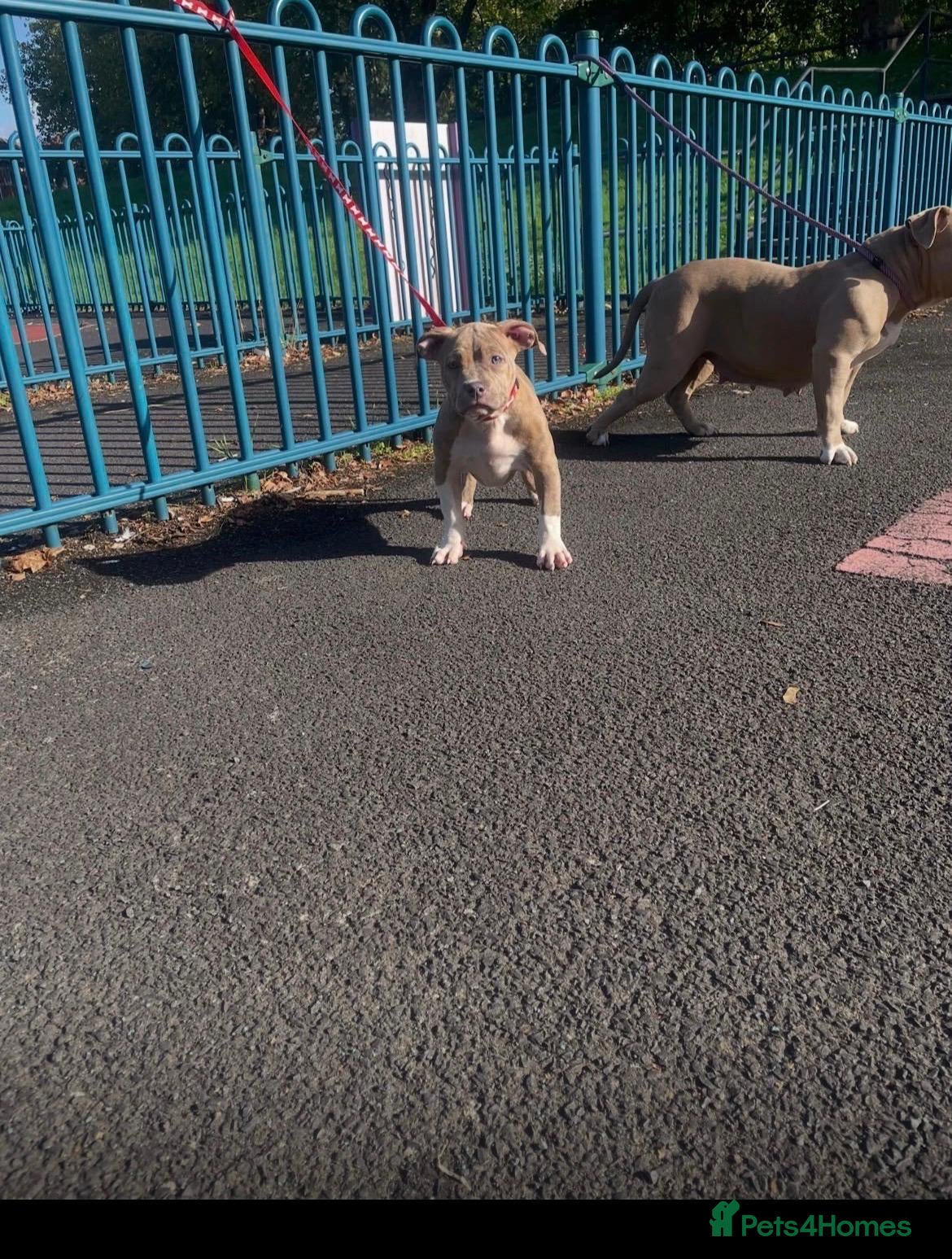 American Bully dogs Pocket bullies Last remaining pup reduced price❤️ - Advert 18
