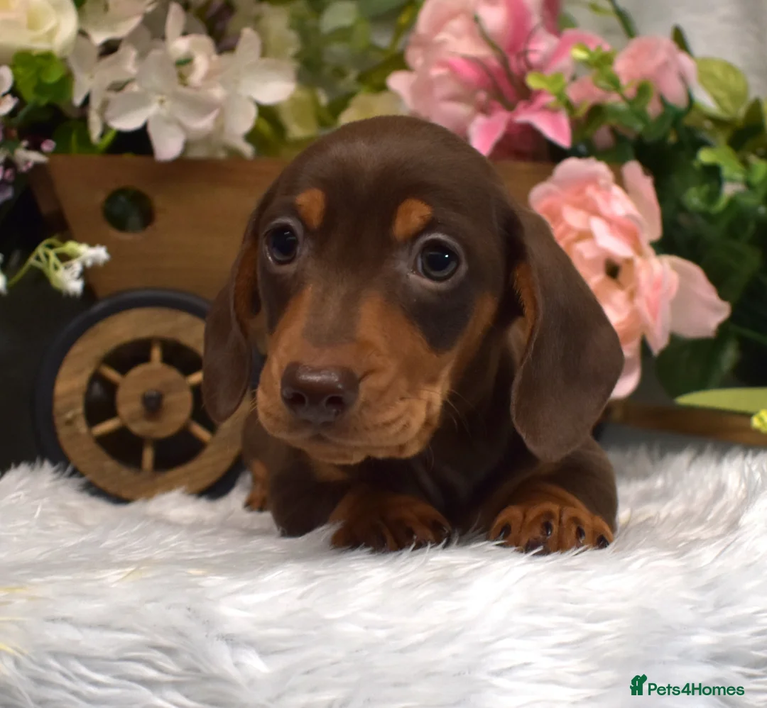 Miniature Dachshund dogs for sale: KC Miniature Dachshund Puppies - Advert 1