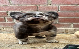 French Bulldog dogs for stud: New shade fluffy merle  in Sheffield - Image 25