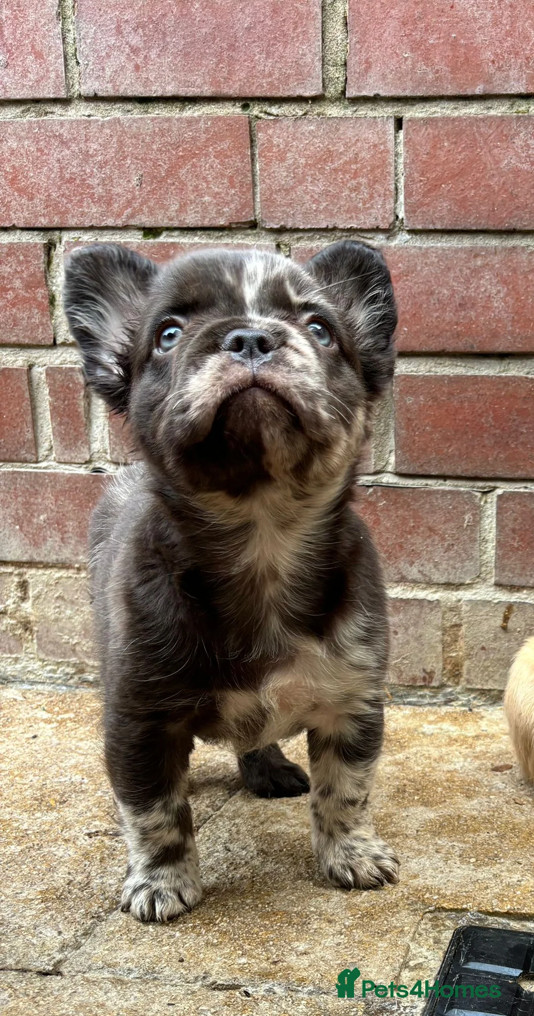 French Bulldog dogs for stud: New shade fluffy merle  in Sheffield - Advert 25