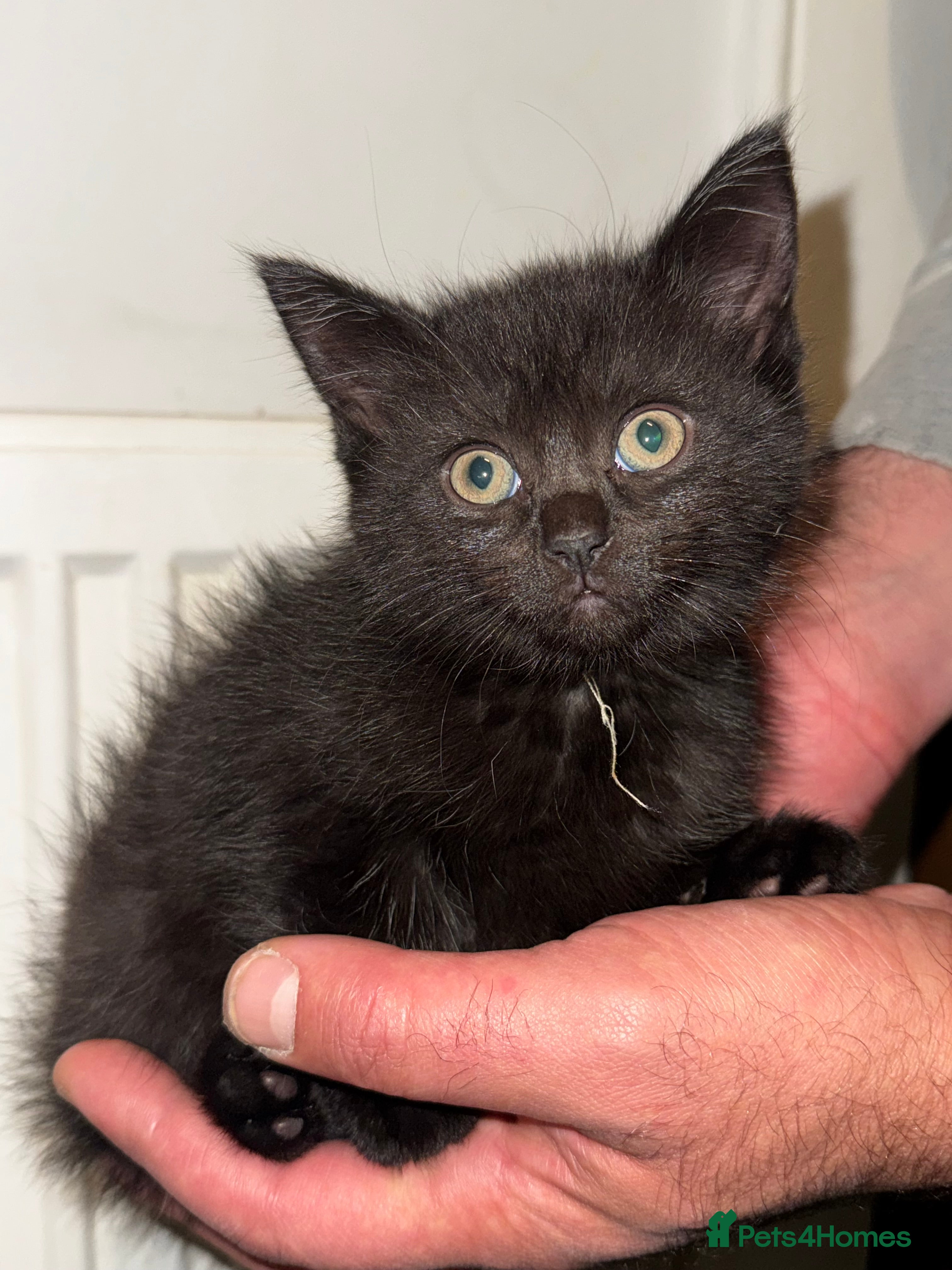 Bombay cats Black Kittens - Advert 7