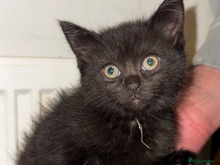 Bombay cats - Advert 1