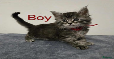 Maine Coon cats - Advert 4