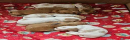 Cocker Spaniel dogs for sale: Stunning show KC Registered Cocker Spaniel pups in Omagh - Advert 19