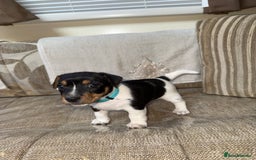 Jack Russell dogs for sale: Short legged jack Russel puppies - Image 12