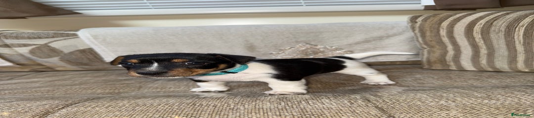 Jack Russell Puppy 2