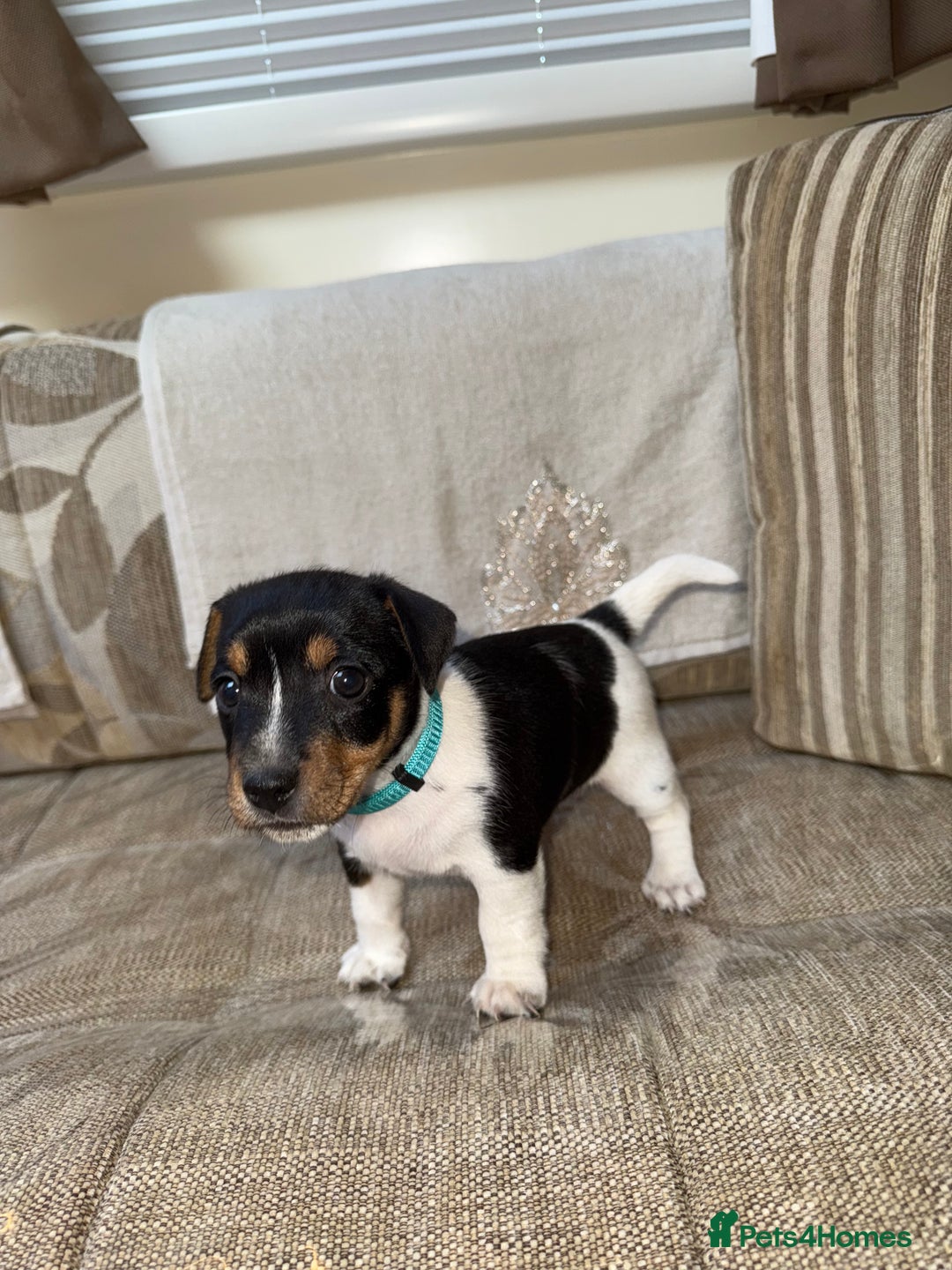 Jack Russell dogs for sale: Short legged jack Russel puppies - Image 12