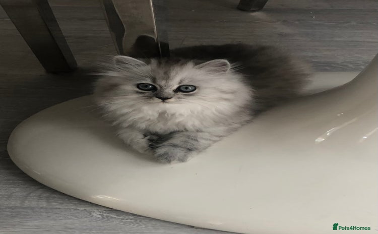Persian cats - Advert 6