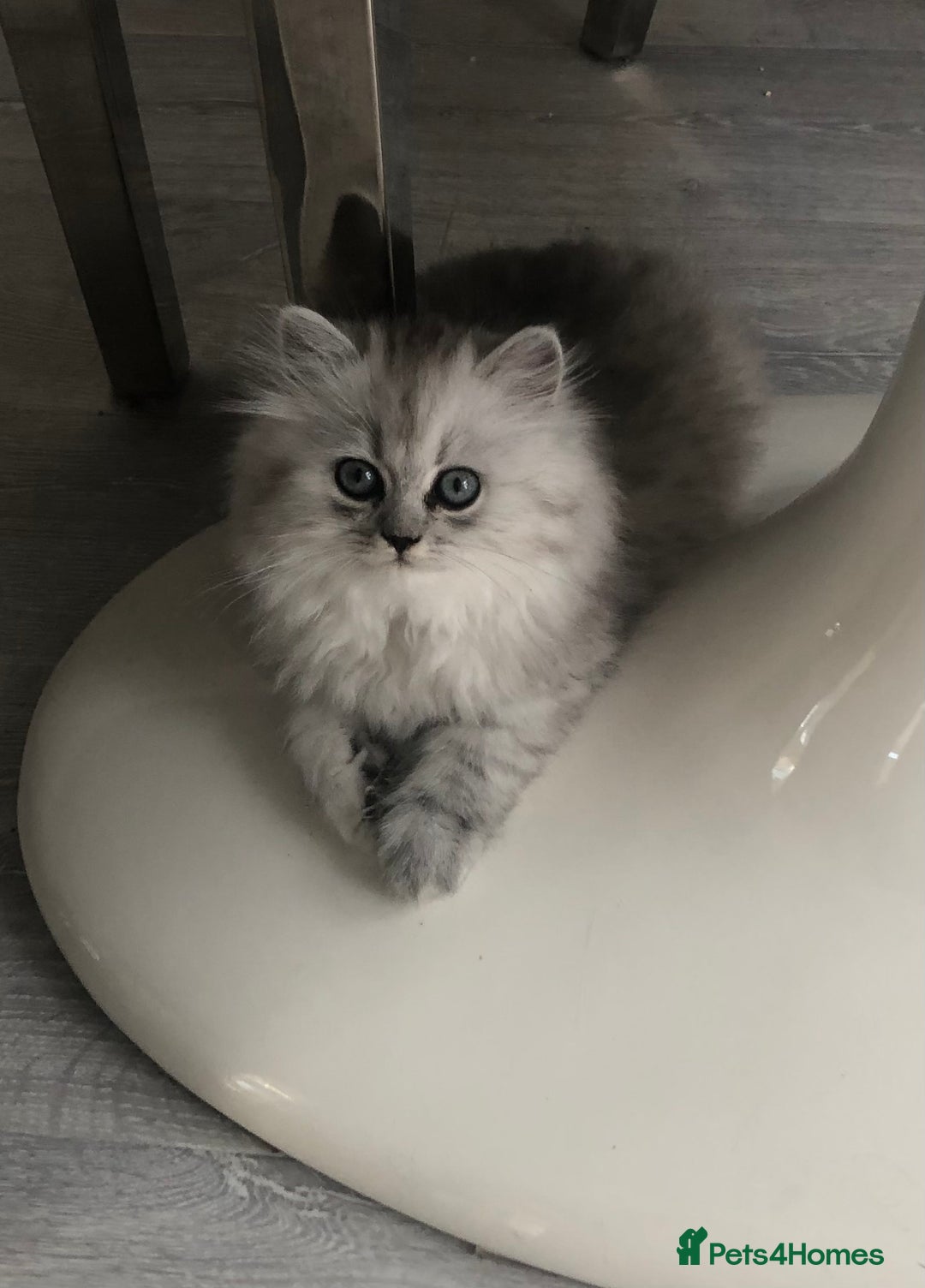 Persian cats for sale: One gorgeous, cheeky, loving little boy left  - Image 2
