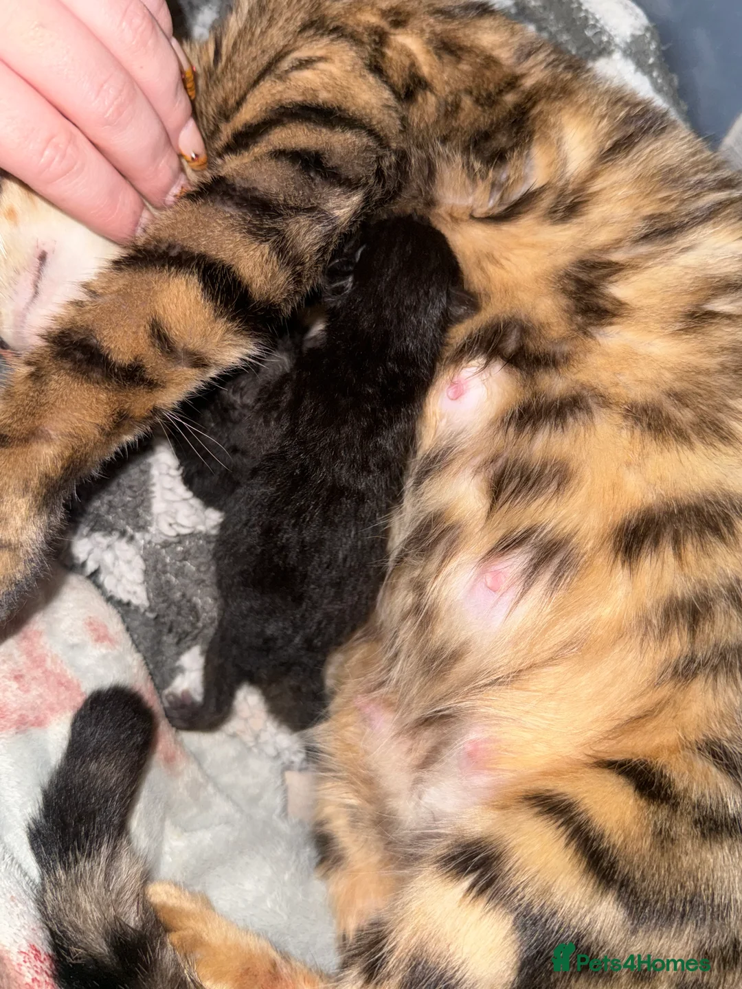 Bengal cats for sale: Stunning Melanistic Bengal Girl Super Affectionate - Advert 1