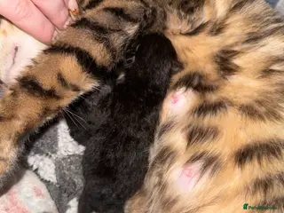 Bengal cats Stunning Melanistic Bengal Girl Super Affectionate - Advert 1