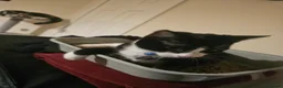 Domestic Shorthair cats for sale: Tuxedo shorthair male Kitten - Advert 3