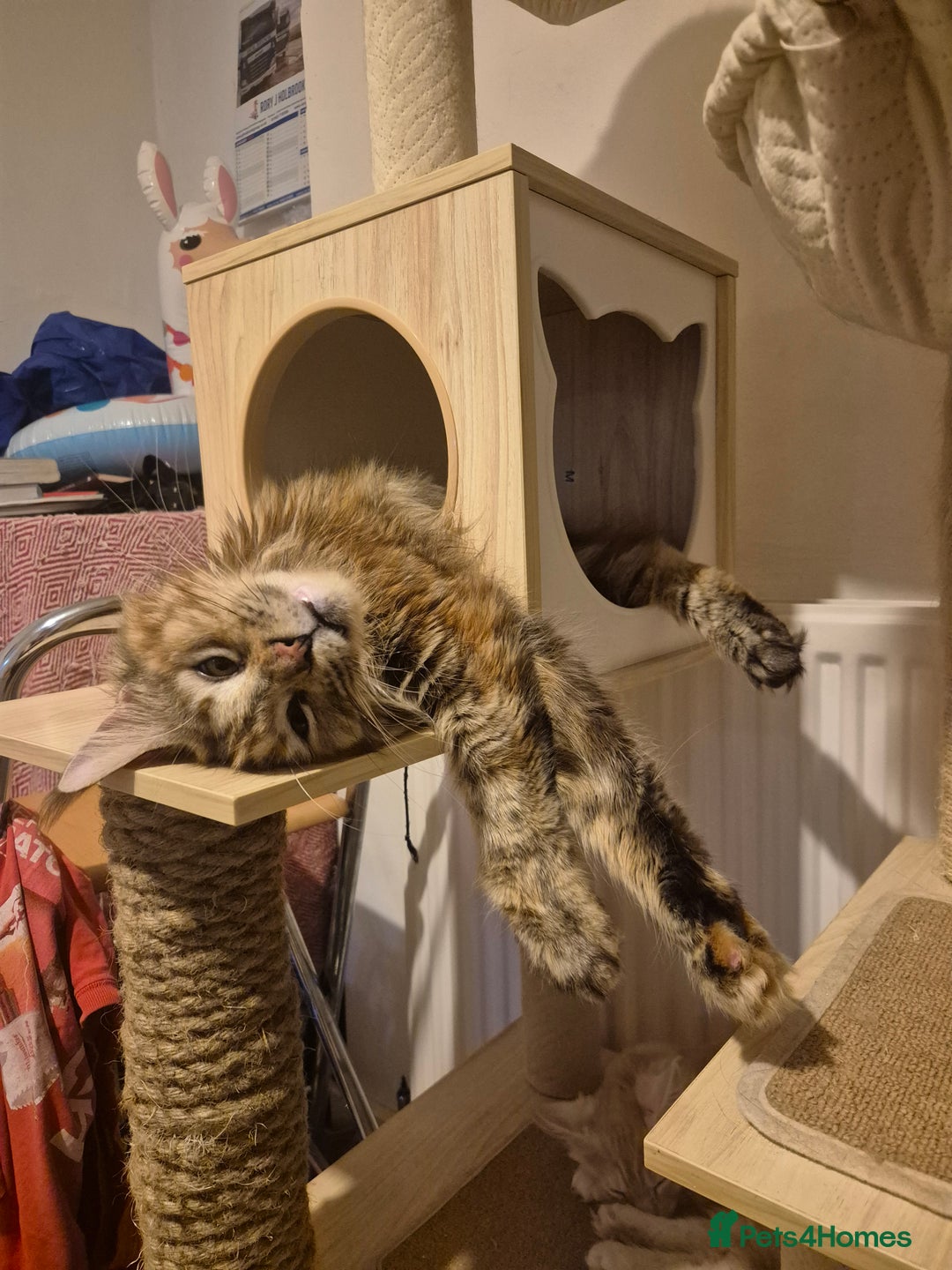 Maine Coon cats for sale: Pedigree MC girl  - Image 2
