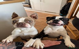 Boston Terrier dogs for sale: Beautiful Boston Terrier Puppies for Loving Homes - Image 26