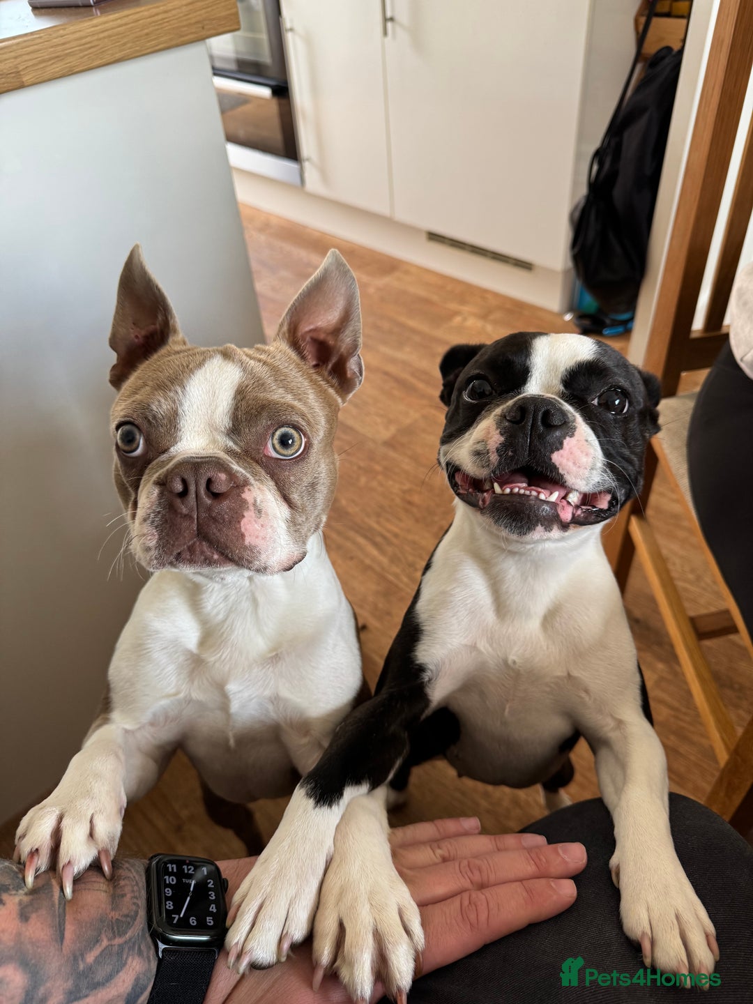 Boston Terrier dogs for sale: Beautiful Boston Terrier Puppies for Loving Homes - Image 26