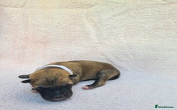 Mixed Breed dogs for sale: Czech Wolfdog × Akita/Malamute Puppies - Image 22