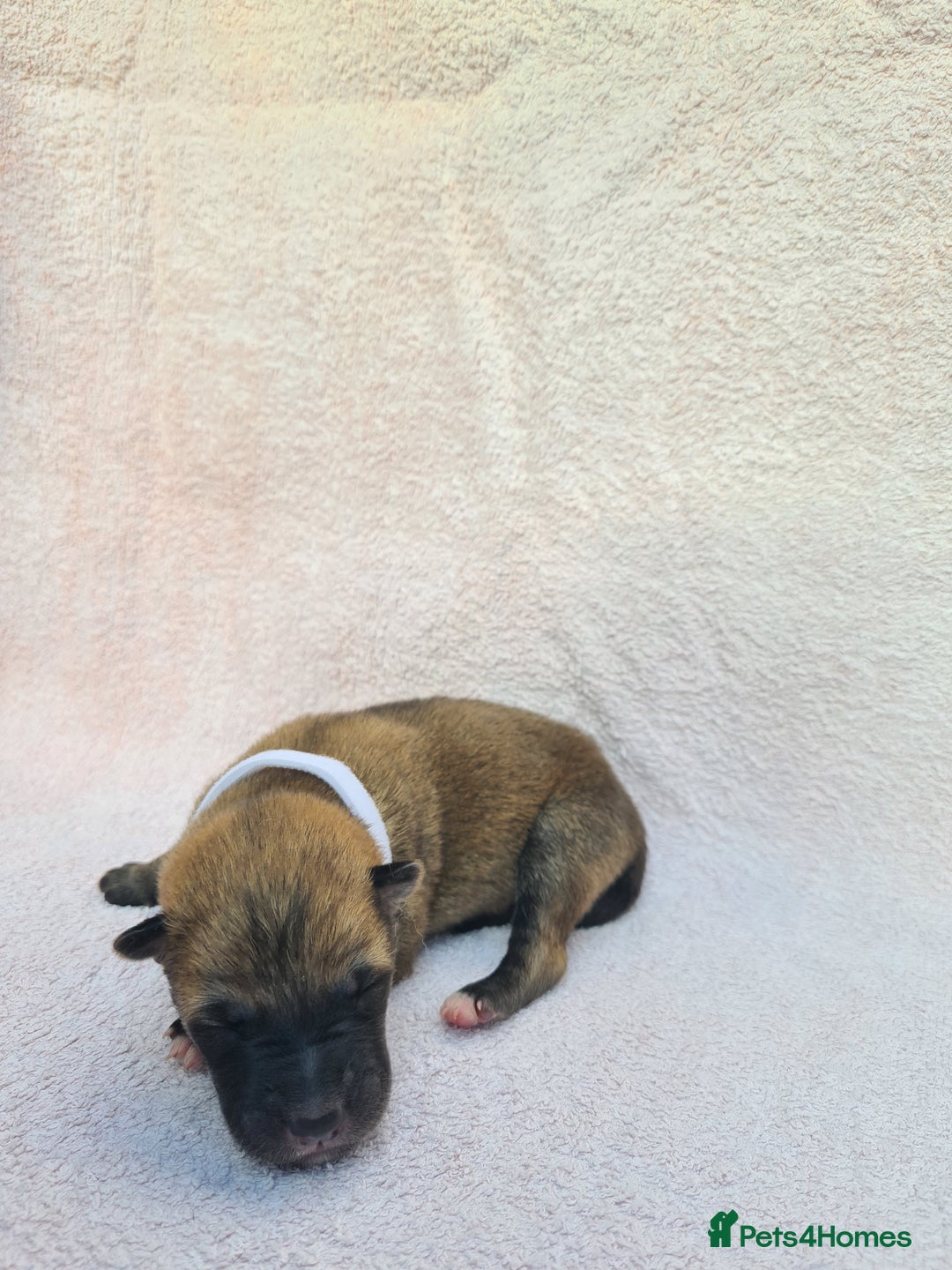 Mixed Breed dogs for sale: Czech Wolfdog × Akita/Malamute Puppies - Image 22