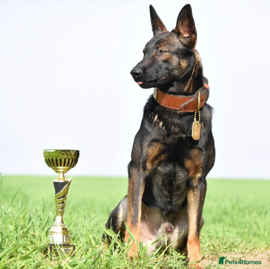 Belgian Shepherd Dog dogs for sale: Exclusive bloodlines  - Advert 14