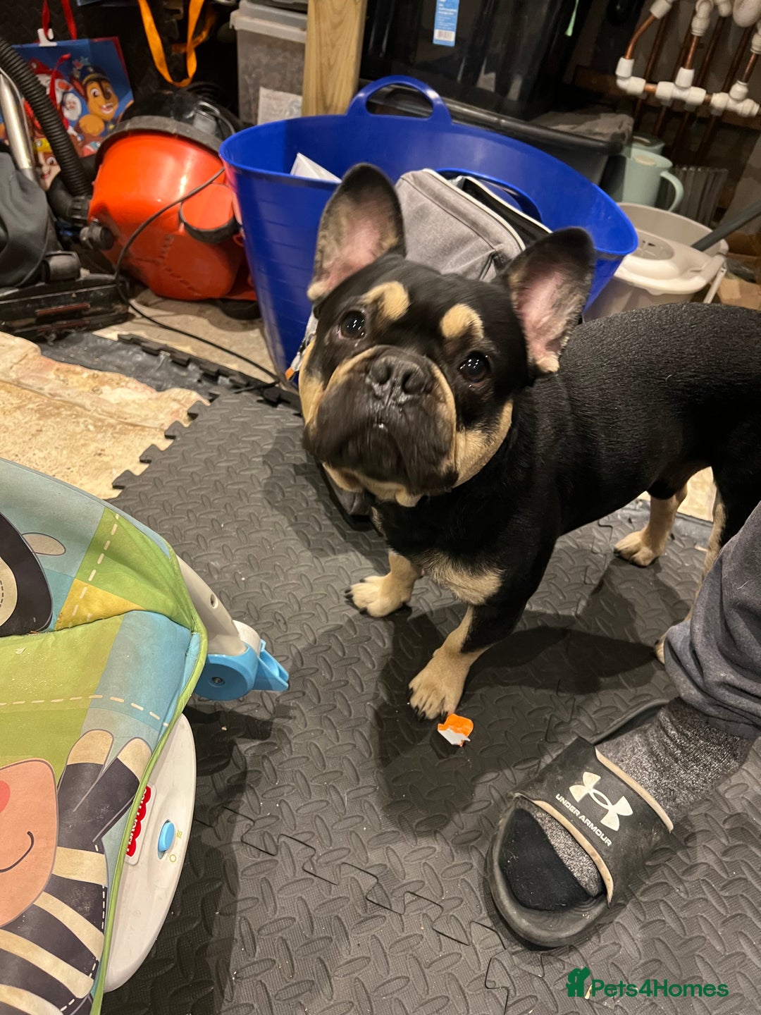 French Bulldog dogs for stud: Chocolate Tan french bulldog Burtie in Sevenoaks - Image 26