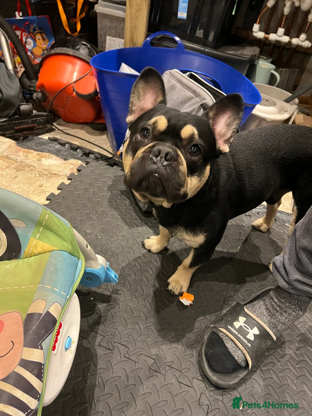 French Bulldog dogs for stud: Chocolate Tan french bulldog Burtie in Sevenoaks - Advert 26
