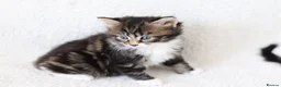 Mixed Breed cats for sale: Beautiful Tabby Kittens in Telford - Advert 15