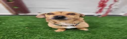 Mixed Breed dogs for adoption: Monty - 6 Years Old, Male, Terrier Mix - Advert 3