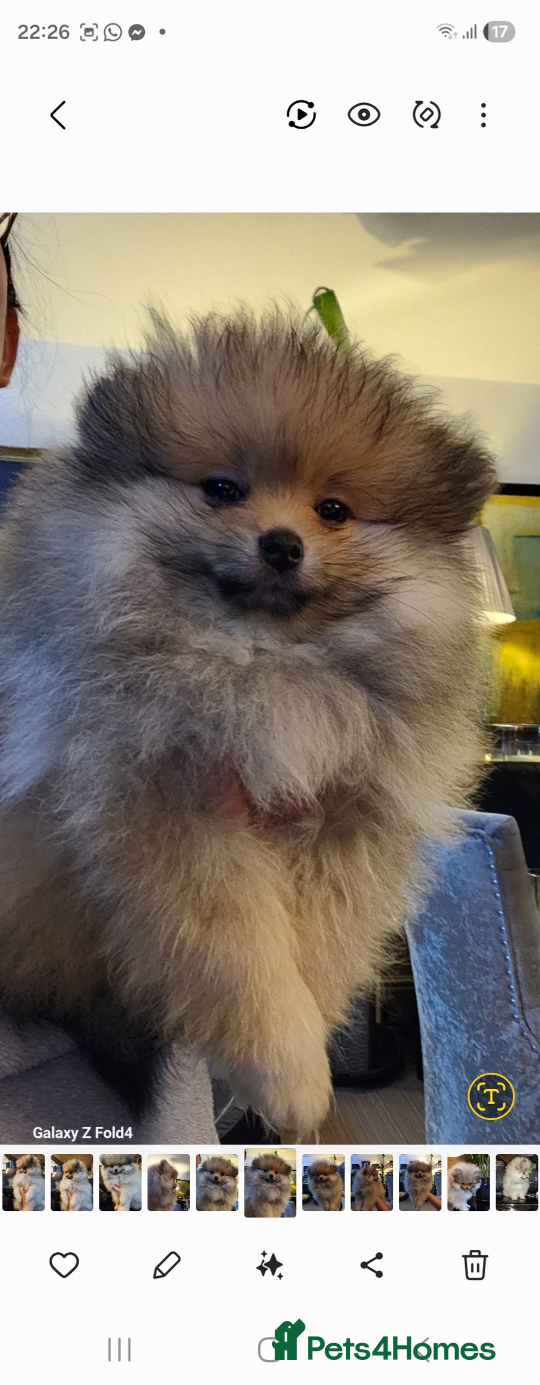Pomeranian dogs for sale: Tiny Fluff-Balls looking for Forever Homes - Advert 4