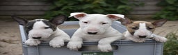 English Bull Terrier dogs for stud: Quality and proven english bull terrier for stud in Preston - Advert 12