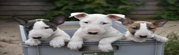 English Bull Terrier dogs for stud: Quality and proven english bull terrier for stud in Preston - Advert 12