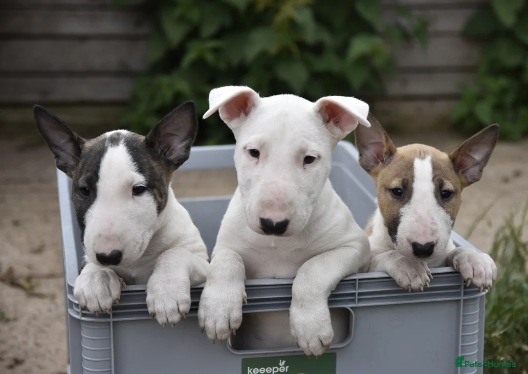 English Bull Terrier dogs for stud: Quality and proven english bull terrier for stud in Preston - Advert 12