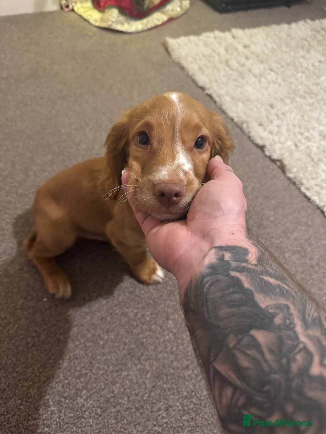 Cocker Spaniel dogs for sale: Cocker spaniel puppy - Advert 6