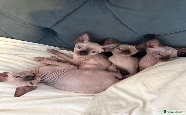 Sphynx cats - Advert 1